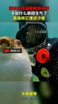 潜水员在海底遇到河豚，不知什么原因生气了，直接将它埋进沙里！