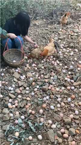 这里满山都是鸡蛋碰石头#创作灵感 #土鸡蛋 #三农 #农村美食 