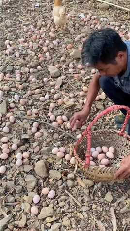 满山的石头堆里都是鸡蛋，捡的不容易#创作灵感 #土鸡蛋  #三农 
