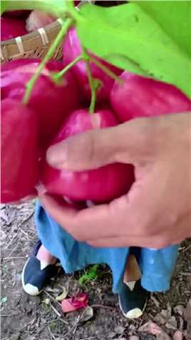 这是树上长的辣椒吗？#三农 #优质农产品 