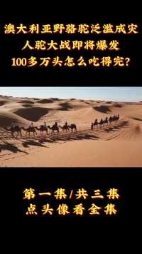 澳大利亚野骆驼泛滥成灾，人驼大战即将爆发，100多万头怎么吃得完？ (1)