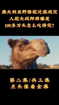 澳大利亚野骆驼泛滥成灾，人驼大战即将爆发，100多万头怎么吃得完？ (2)