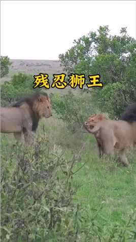 狮王无情的将亚成年雄狮强硬驱逐 #野生动物零距离 #动物世界 狮子大战犀牛