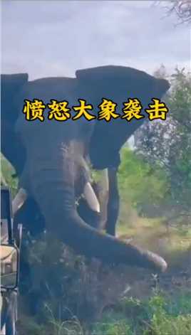 游客无视警告强硬挑衅大象换来无情撞击 #野生动物零距离 #动物世界 嘴炮现在的状态