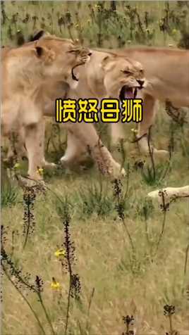 愤怒的母狮反抗雄狮 #动物世界 #野生动物零距离 狮子大战犀牛