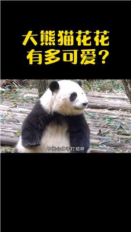 大熊猫花花，有多可爱？大熊猫国宝熊猫动物搞笑视频熊猫花花科普可爱到爆炸