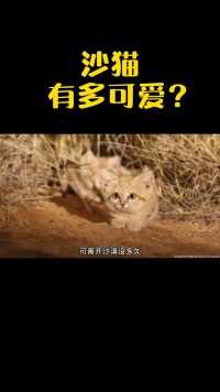 住在沙漠里的哈基米，真的太可爱了！沙猫猫科动物奇妙的动物动物成精科普