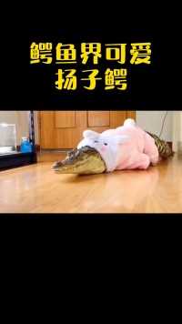  中国独有的萌系鳄鱼，爱吃田螺的扬子鳄！扬子鳄鳄鱼奇妙的动物神奇动物在科普动物成精                                                                                                           