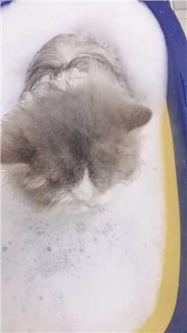 给小猫咪洗澡真的是一件很享受很治愈的事！治愈猫咪