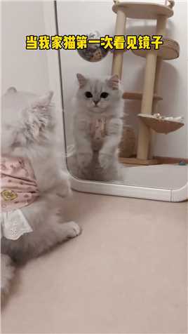 当我家猫第一次照镜子萌宠出道计划