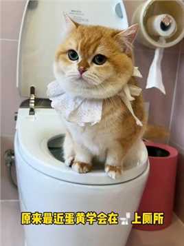 蛋黄什么时候学会用马桶上厕所的？以后能省猫砂了！😂