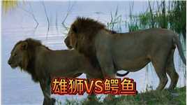 雄狮过河遭遇鳄鱼袭击，在水里两头雄狮也不是一条尼罗鳄的对手！#狮子 #鳄鱼 #动物世界