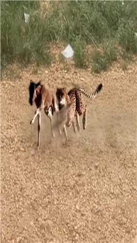 小角马使出它的绝技 #小路歌 #精彩的动物世界