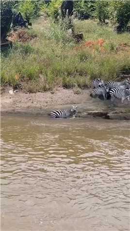 斑马被拉下水 #小路歌  #抓拍精彩瞬间与野生动物零距离接触  #精彩的动物世界