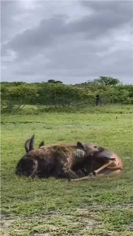 可怜的羚羊被鬣狗主任做手术 #小路歌 