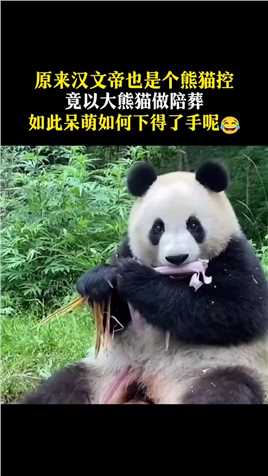 汉文帝霸陵发现大熊猫骨骼！