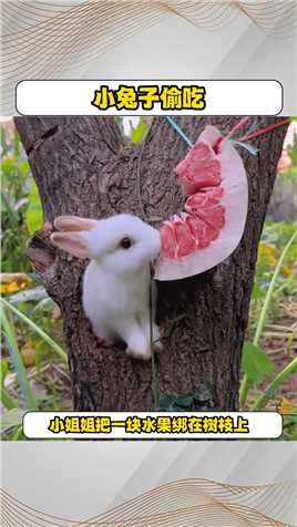 小兔子偷吃小姐姐的水果。#可爱的小兔兔 #宠物