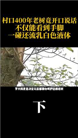 村口400年老树竟开口说话，不仅能看到手脚，一碰还流乳白色液体#重庆#植物#树#真实故事#意外#自然 (3)