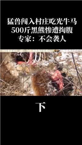 猛兽闯入吉林村庄吃光牛马，500斤黑熊惨遭掏腹，专家：不会袭人#猛兽进村庄#吃家畜#野生动物 (3)