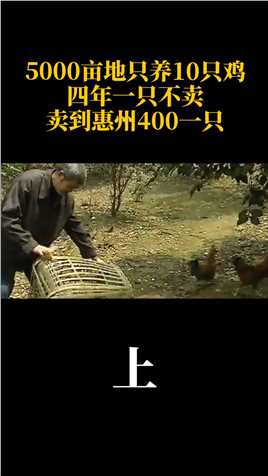 湖南小伙5000亩地只养10只鸡，四年一只不卖，卖到惠州400一只#湖南#广东#惠州#鸡#养殖#致富 (1)