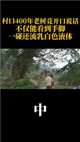 村口400年老树竟开口说话，不仅能看到手脚，一碰还流乳白色液体#重庆#植物#树#真实故事#意外#自然 (2)