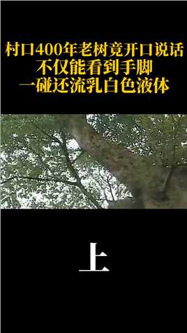 村口400年老树竟开口说话，不仅能看到手脚，一碰还流乳白色液体#重庆#植物#树#真实故事#意外#自然 (1)