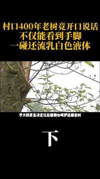 村口400年老树竟开口说话，不仅能看到手脚，一碰还流乳白色液体#重庆#植物#树#真实故事#意外#自然 (3)