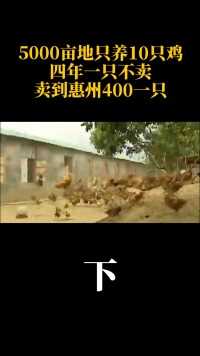 湖南小伙5000亩地只养10只鸡，四年一只不卖，卖到惠州400一只#湖南#广东#惠州#鸡#养殖#致富 (3)