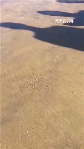 声东击西的海猪，喜欢住在这海滩上，有动静就藏进沙子里，没动静集体来