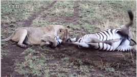 鬣狗抢夺母狮的猎物，最后一刻雄狮杀到，简直不要太帅了 #爱护大自然保护野生动物 #野生动物零距离.mp4


