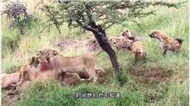 鬣狗群运用各种策略来抢夺狮子的食物，狮子以静制动抗衡鬣狗-00.01.33.971-00.03.07.943.mp4

