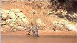 鬣狗抢夺猎豹食物，最后被雄狮截胡 #野生动物 #野狗 #羚羊 #猛兽 #花豹 #豹子.mp4

