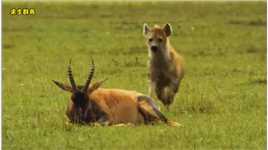 鬣狗抓狷羚战狮子，可谓是横扫大草原#动物世界精彩解说 #弱肉强食的动物世界 #动物世界 #鬣狗.mp4


