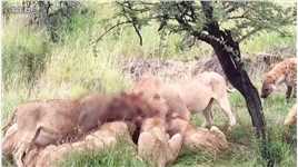 鬣狗群运用各种策略来抢夺狮子的食物，狮子以静制动抗衡鬣狗-00.00.00.000-00.01.33.971.mp4



