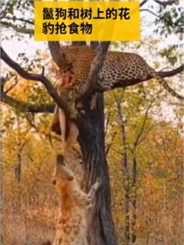鬣狗和树上的花豹抢食物！