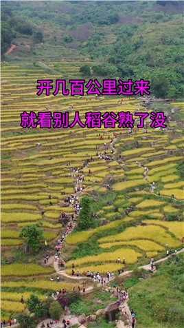 城里人开几百公里的车 只为了看别人家的禾熟了没，这也太奇葩了吧，这个假期你会去吗！