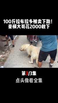 100斤拉布拉多被卖下跪，狗尿狗屎拉了一地，豪横大哥花2000救下#卖狗#狗贩子#拉布拉多 (3)