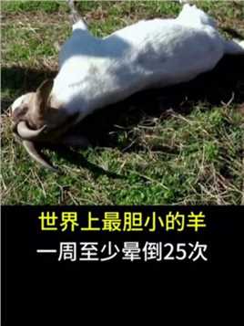 世界上最胆小的羊，一周至少晕倒25次 #科普 #神奇动物在抖音 #晕倒羊