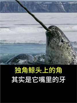 独角鲸头上的角，其实是它嘴里的牙 #科普 #独角鲸 #海洋动物科普 #海洋生物