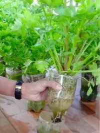 只需几个塑料瓶就能在家里种植出芹菜，非常的简单实用