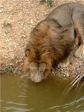 狮王正在湖边喝水，结果却遭到5只雄狮围攻，霸气的狮王强势反击