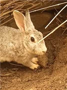 为了让小兔子安全成长，兔妈妈竟然狠心将它们活埋，这到底为什么 