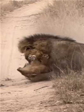 入侵雄狮咬死幼狮，母狮亲眼目睹全过程，真是太残酷了