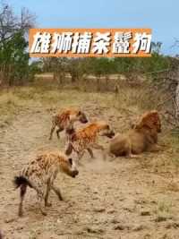 雄狮捕杀鬣狗，鬣狗毫无还手之力，被拿捏得死死的#鬣狗
