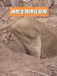 母狮外出捕猎，结果被神秘生物拽进洞中，双方在洞中展开激烈厮杀#母狮 #疣猪