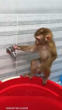 小猴子洗澡真是太可爱了