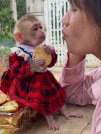 这么可爱的小猴子你们喜欢吗