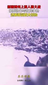 新疆博州上演人狼大战，狼群协作与牧民争抢，这画面简直太惊险
