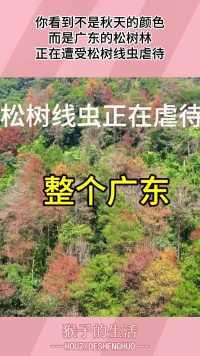 你看到不是秋天的颜色，而是广东的松树林，正在遭受松树线虫虐待
