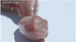 微观世界奇异的“铜牙”蠕虫